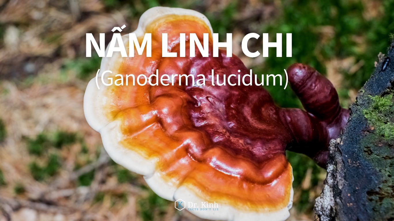 Nấm linh chi (Ganoderma lucidum)